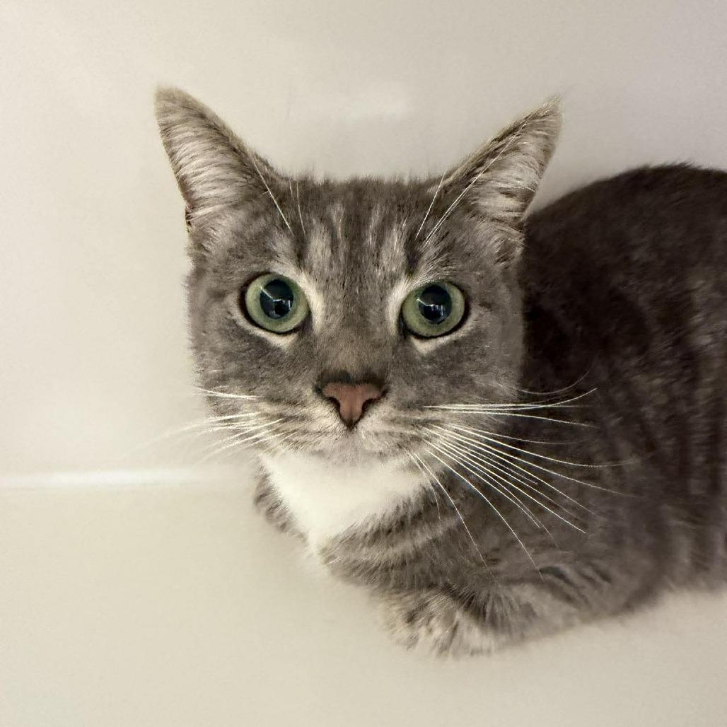 Stevie, Adoptable, Young Female Domestic Short Hair.