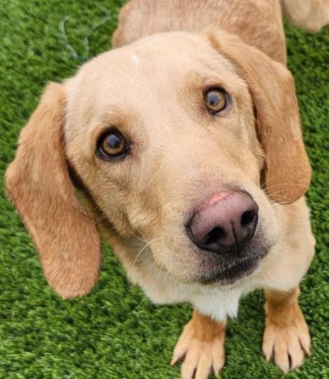 Munford, adoptable, Adult Male Yellow Labrador Retriever & Mixed Breed.