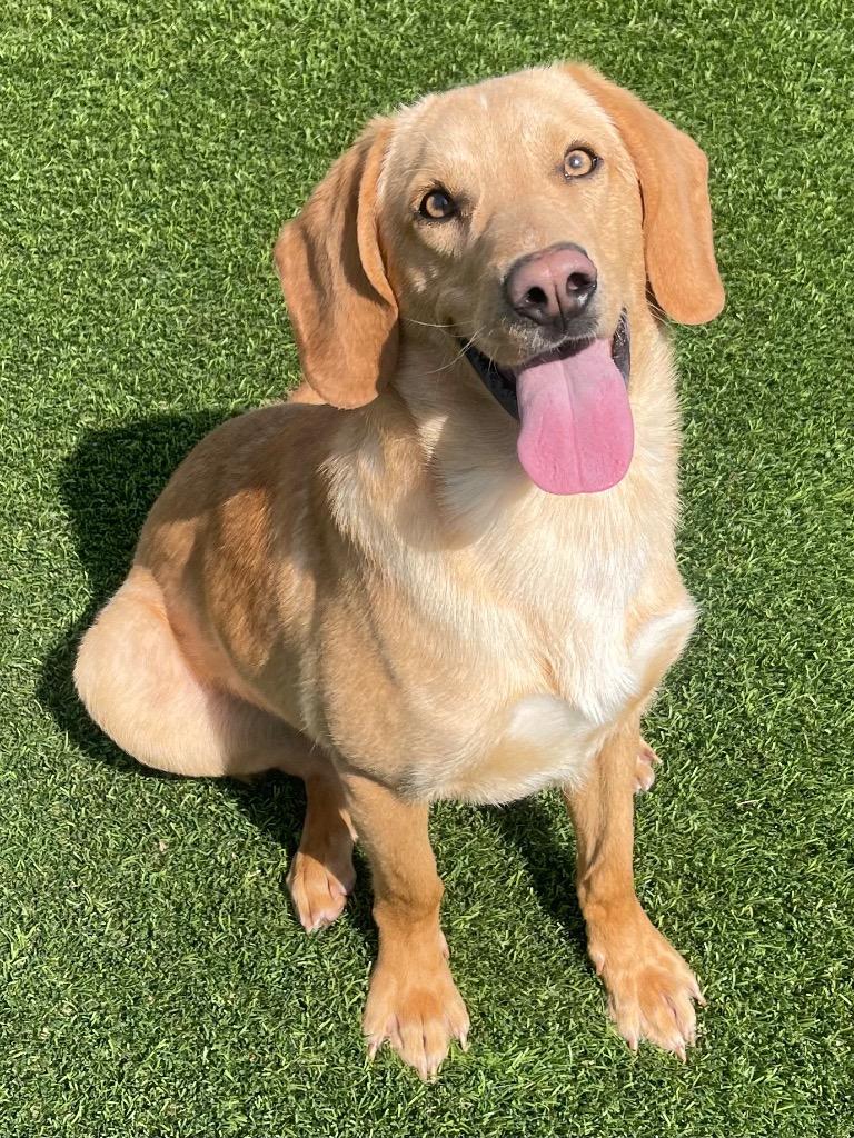 Munford, adoptable, Adult Male Yellow Labrador Retriever & Mixed Breed.