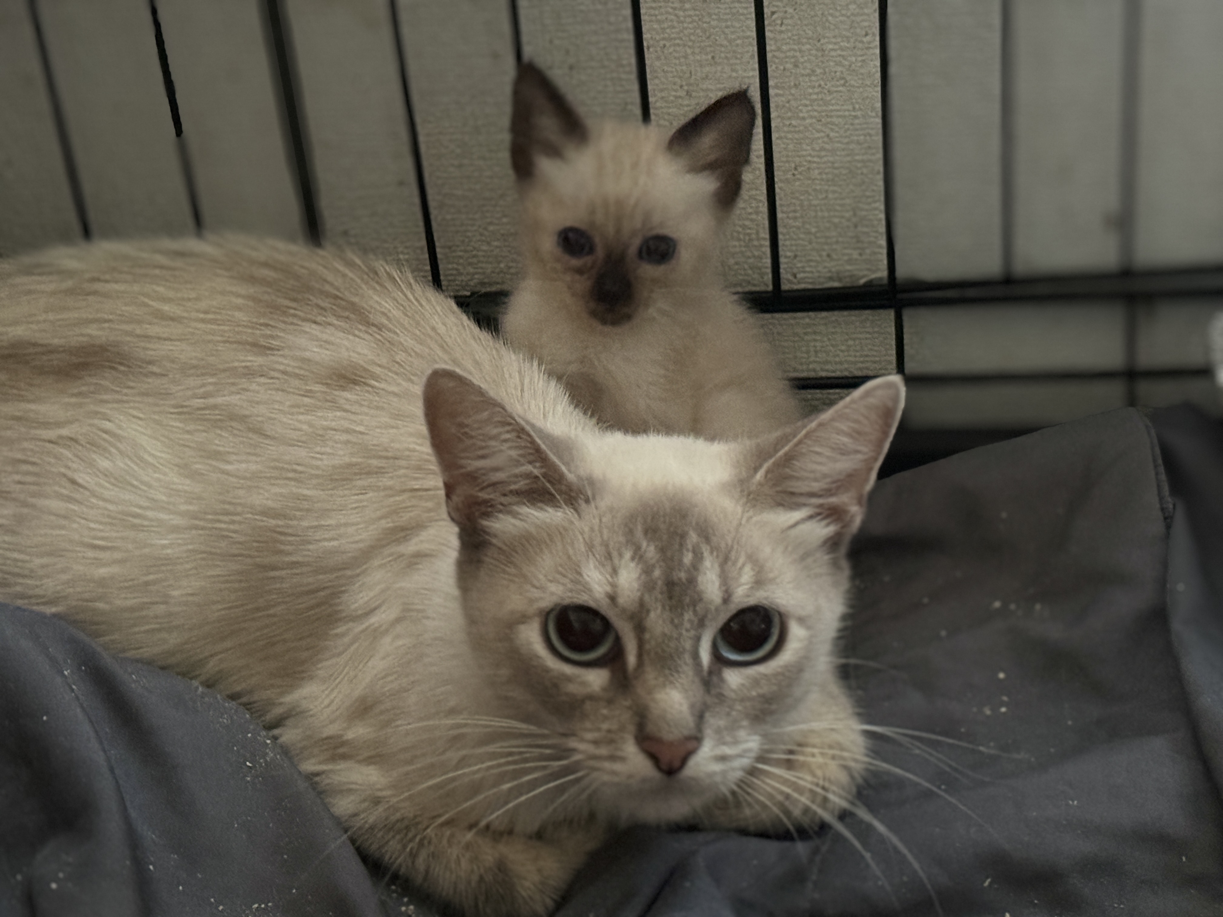Cat for adoption Nala (238), a Siamese in Chino Hills, CA Petfinder