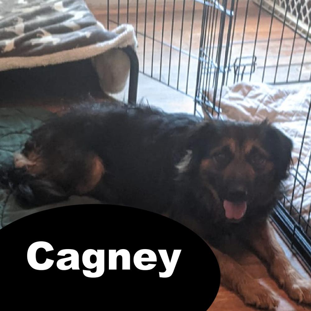 Cagney, Adoptable, Adult Female Tibetan Spaniel.