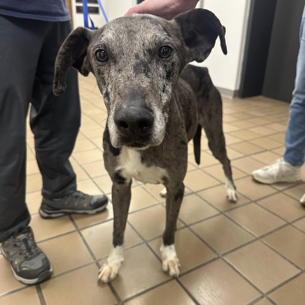 Baylor C-34456, Adoptable, Senior Female Greyhound & Whippet.
