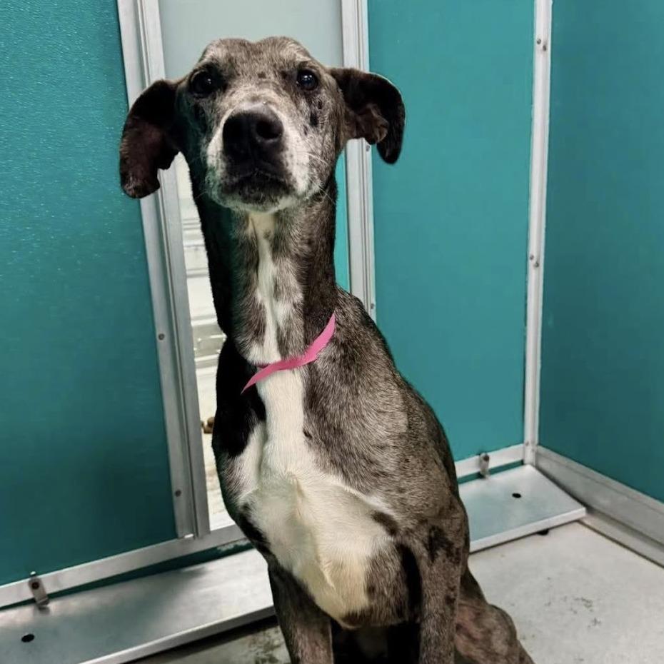 Enlarge Baylor C-34456, a Adoptable mixed breed in Oklahoma City, OK image 2/2