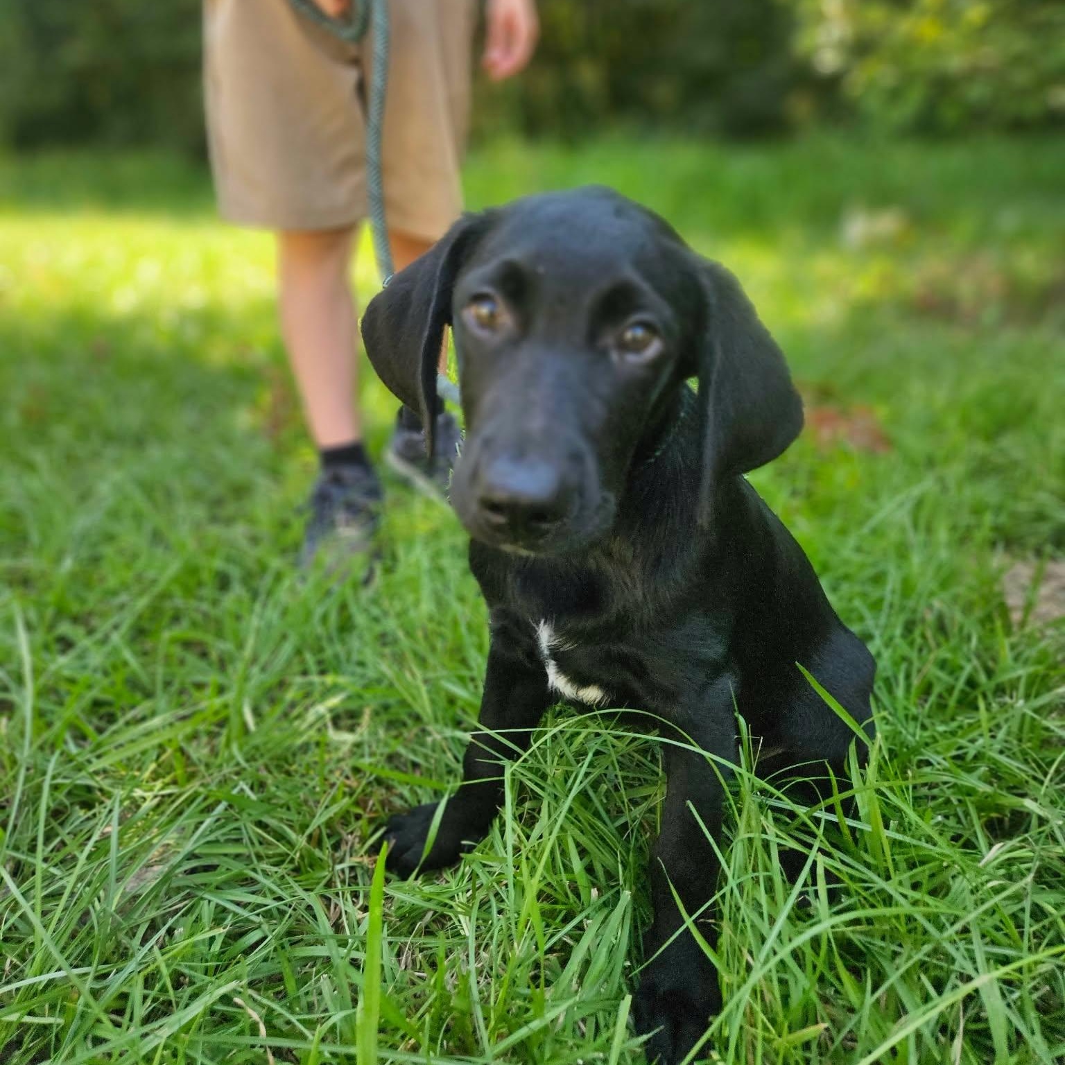 Titan, ADOPTABLE, Puppy Male Black Labrador Retriever.