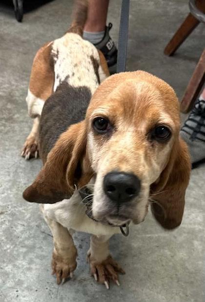 Gracie, Adopted, Adult Female Basset Hound.