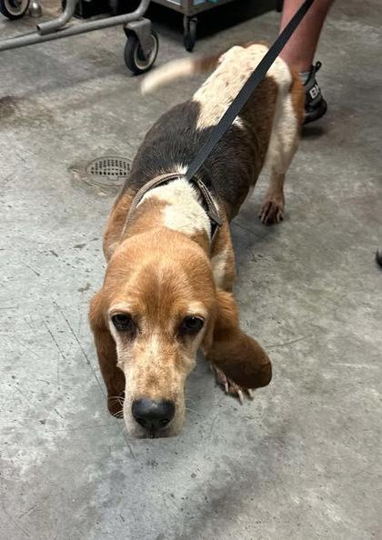 Enlarge Gracie, a Adopted Basset Hound in Washington, NJ image 2/2