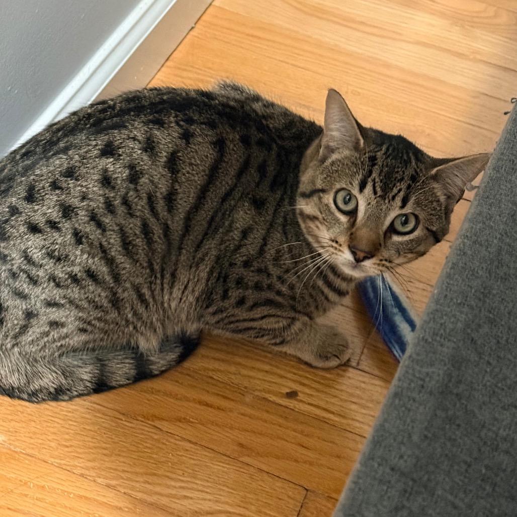 Enlarge Biscotti, a Adoptable Domestic Short Hair in Danbury, CT image 1/3