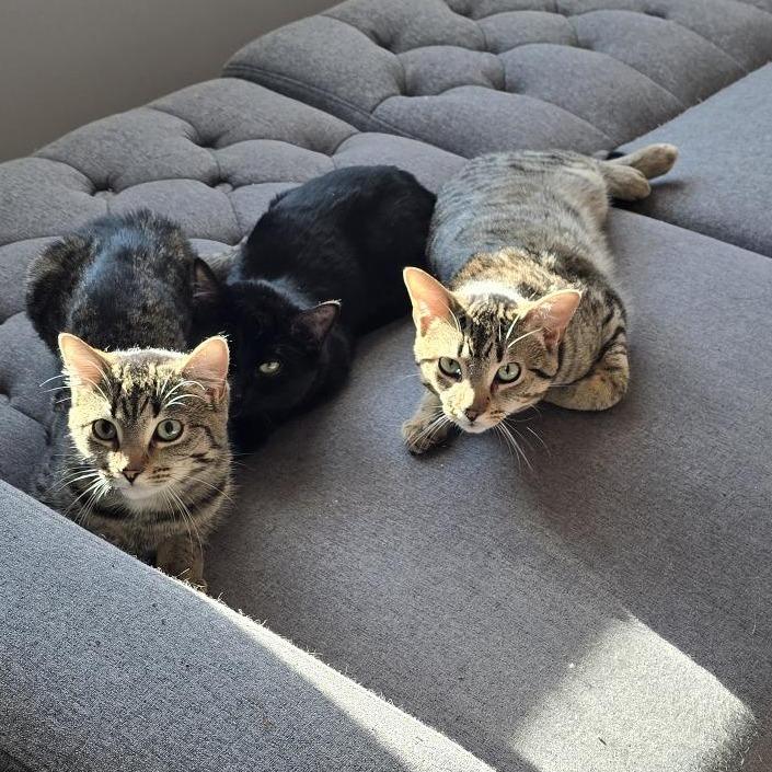 Enlarge Biscotti, a Adoptable Domestic Short Hair in Danbury, CT image 2/3