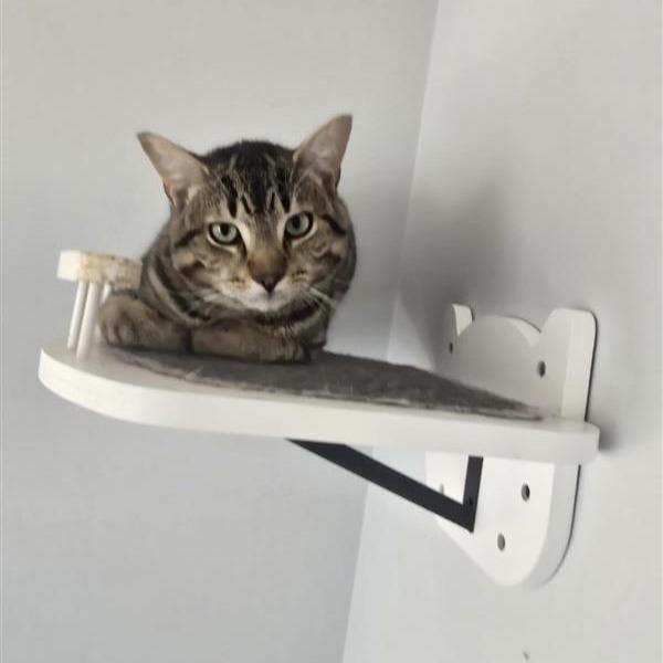 Enlarge Biscotti, a Adoptable Domestic Short Hair in Danbury, CT image 3/3