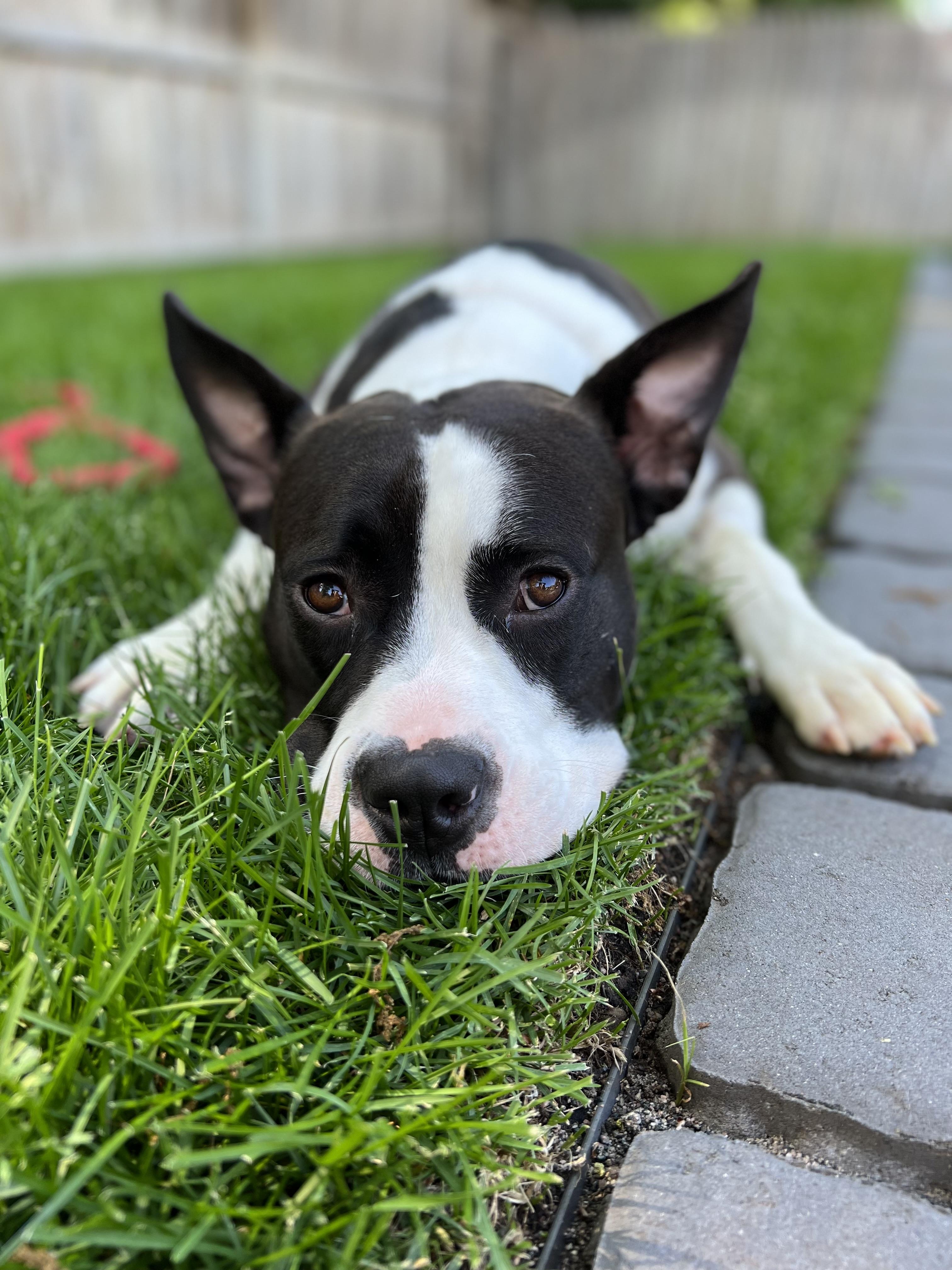 Bessie, ADOPTABLE, Young Female American Bulldog.