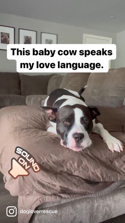 Enlarge Bessie, a ADOPTABLE mixed breed in Saratoga Springs, NY video 3/6