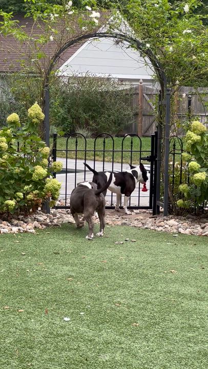 Enlarge Bessie, a ADOPTABLE mixed breed in Saratoga Springs, NY video 4/6