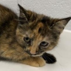 Nutmeg, ADOPTABLE, Kitten Female Domestic Short Hair.
