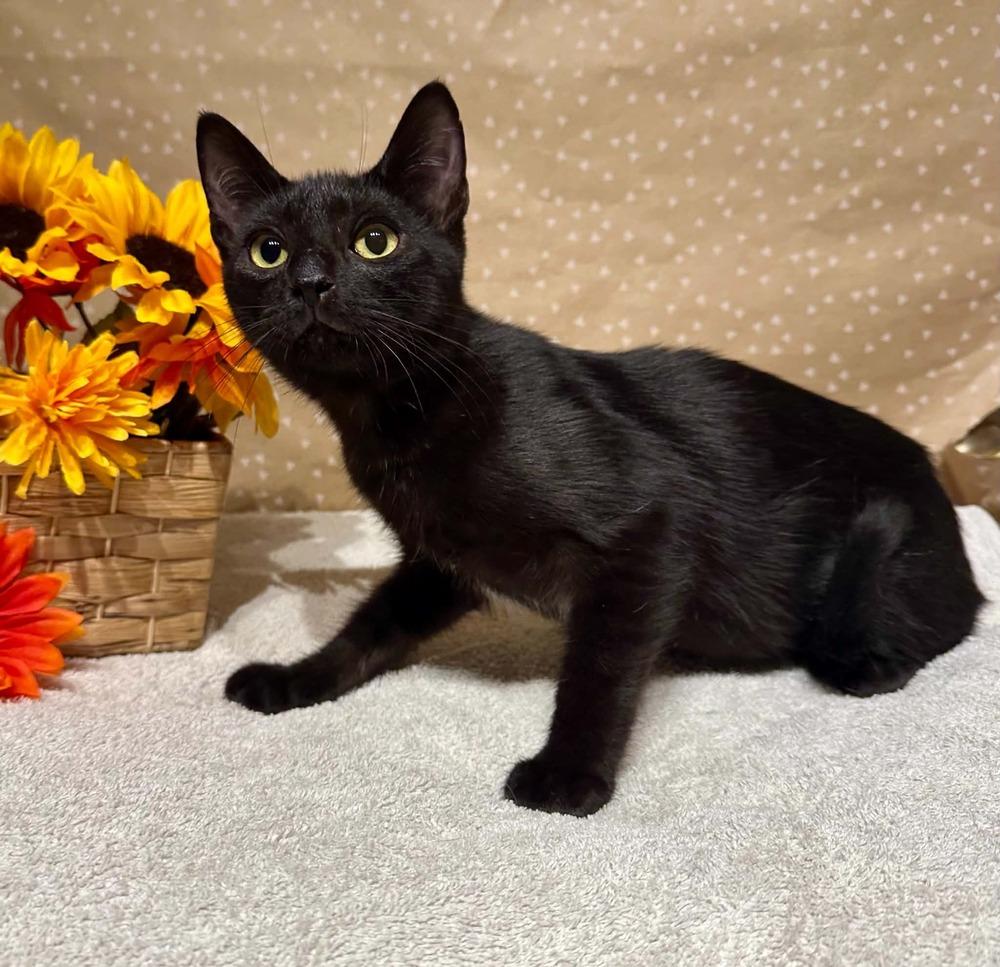Bruh, Adoptable, Kitten Male Domestic Short Hair.