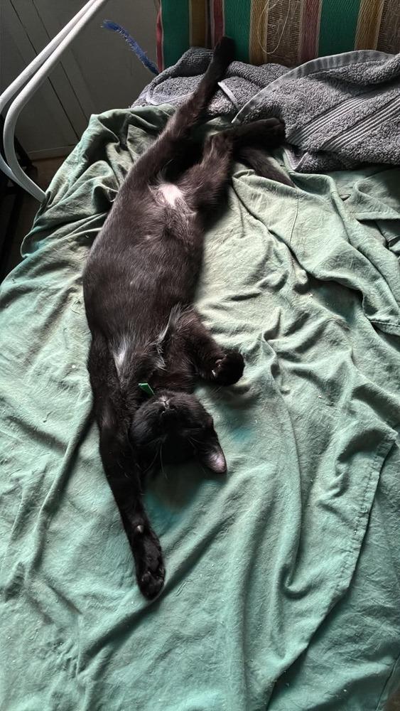 Enlarge Bruh, a Adoptable mixed breed in Groveland, MA image 2/4