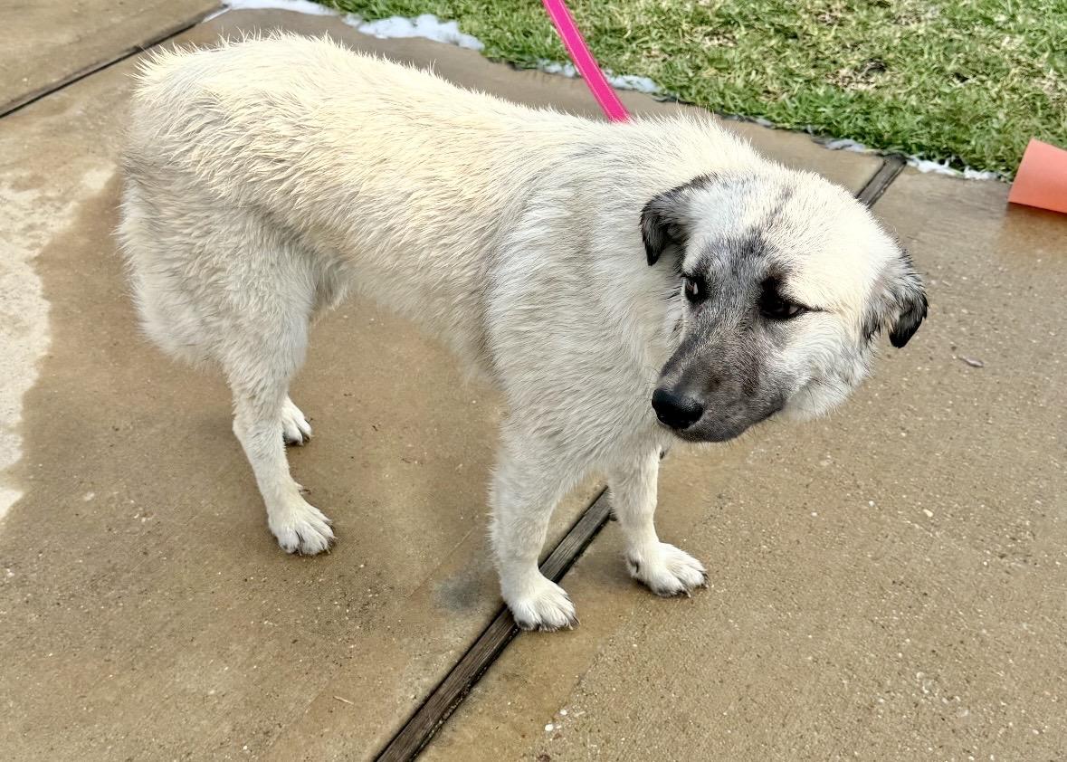 Enlarge ZARA- HOUSTON TX, a Adoptable Anatolian Shepherd in Conroe, TX image 2/4