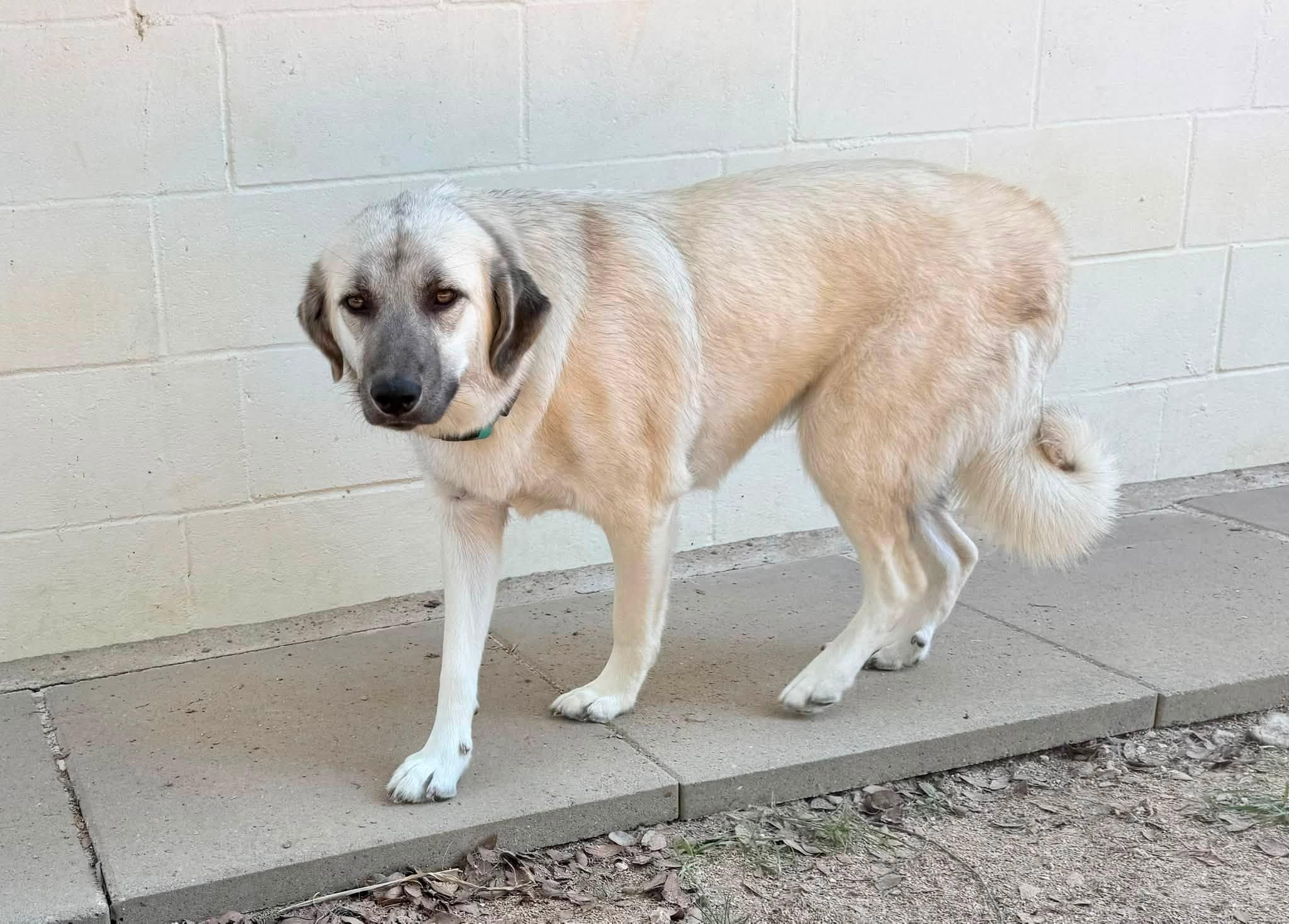Enlarge ZARA- HOUSTON TX, a Adoptable mixed breed in Conroe, TX image 3/5