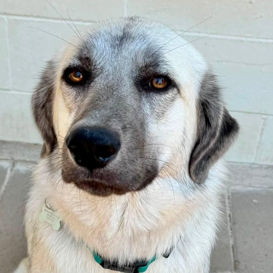 ZARA- HOUSTON TX, Adoptable, Young Female Great Pyrenees & Catahoula Leopard Dog.