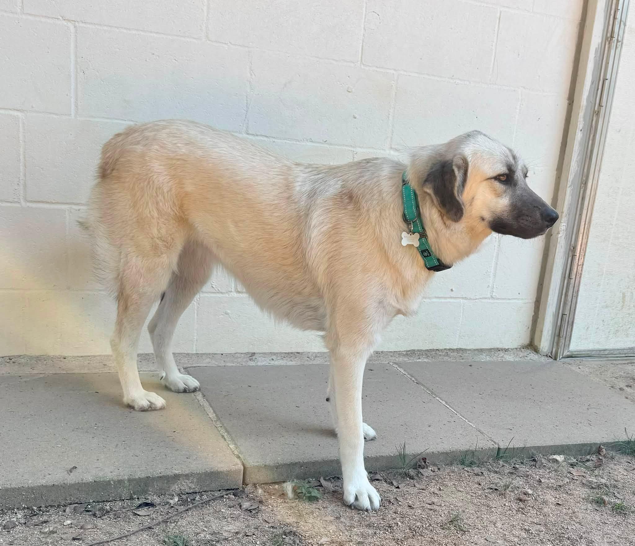 Enlarge ZARA- HOUSTON TX, a Adoptable mixed breed in Conroe, TX image 4/5