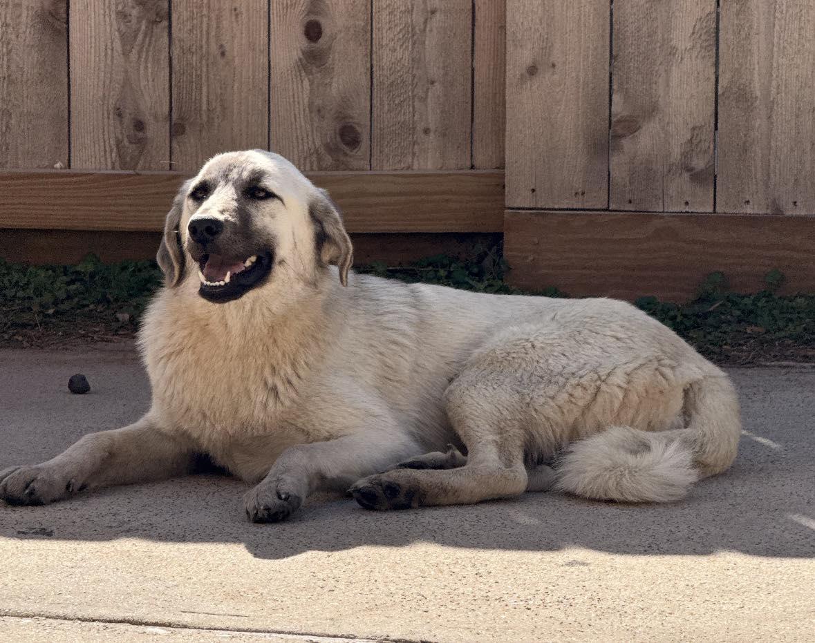 ZARA- HOUSTON TX, Adoptable, Young Female Anatolian Shepherd.