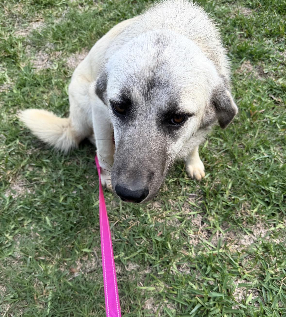 Enlarge ZARA- HOUSTON TX, a Adoptable Anatolian Shepherd in Conroe, TX image 4/4