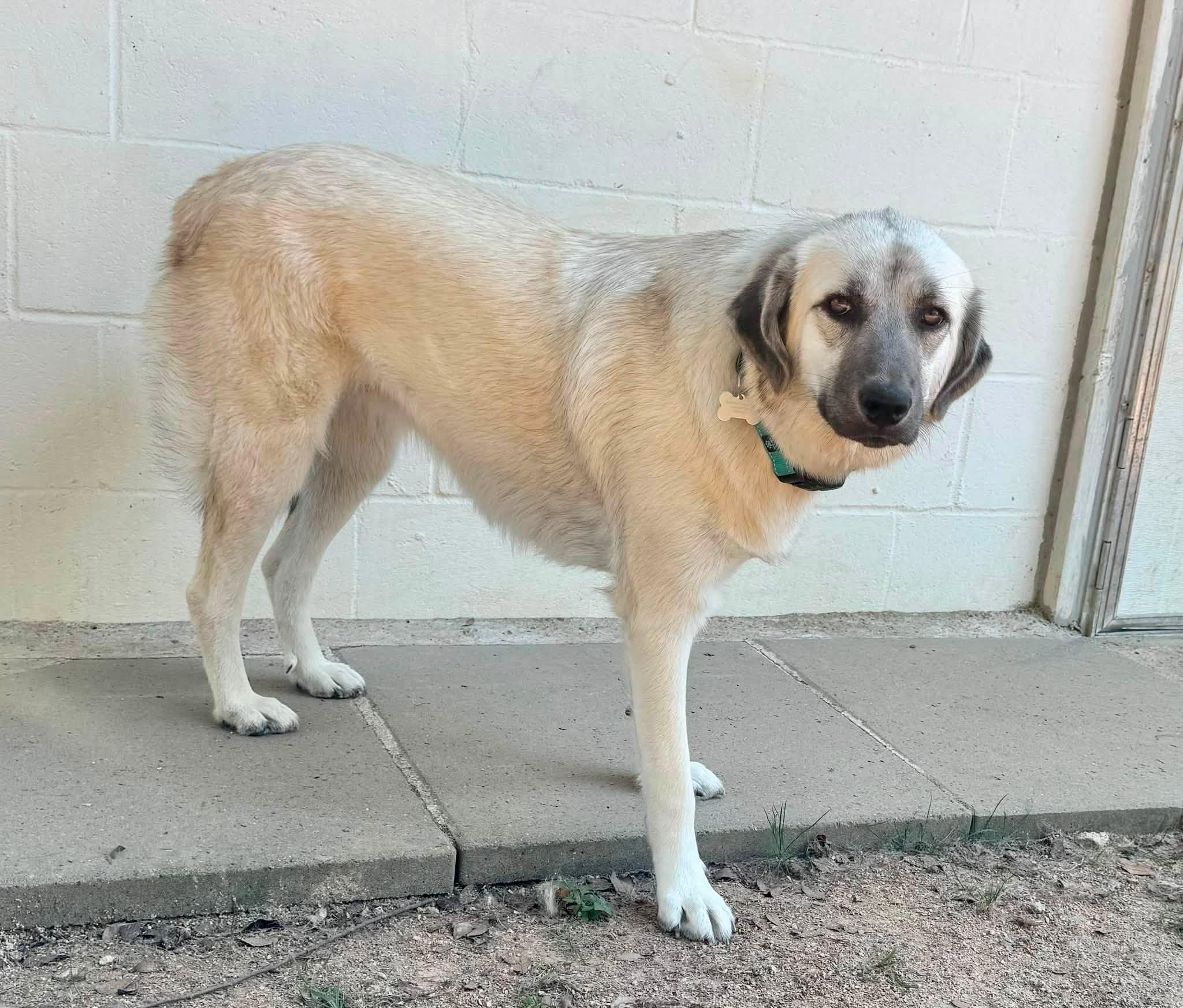Enlarge ZARA- HOUSTON TX, a Adoptable mixed breed in Conroe, TX image 2/5