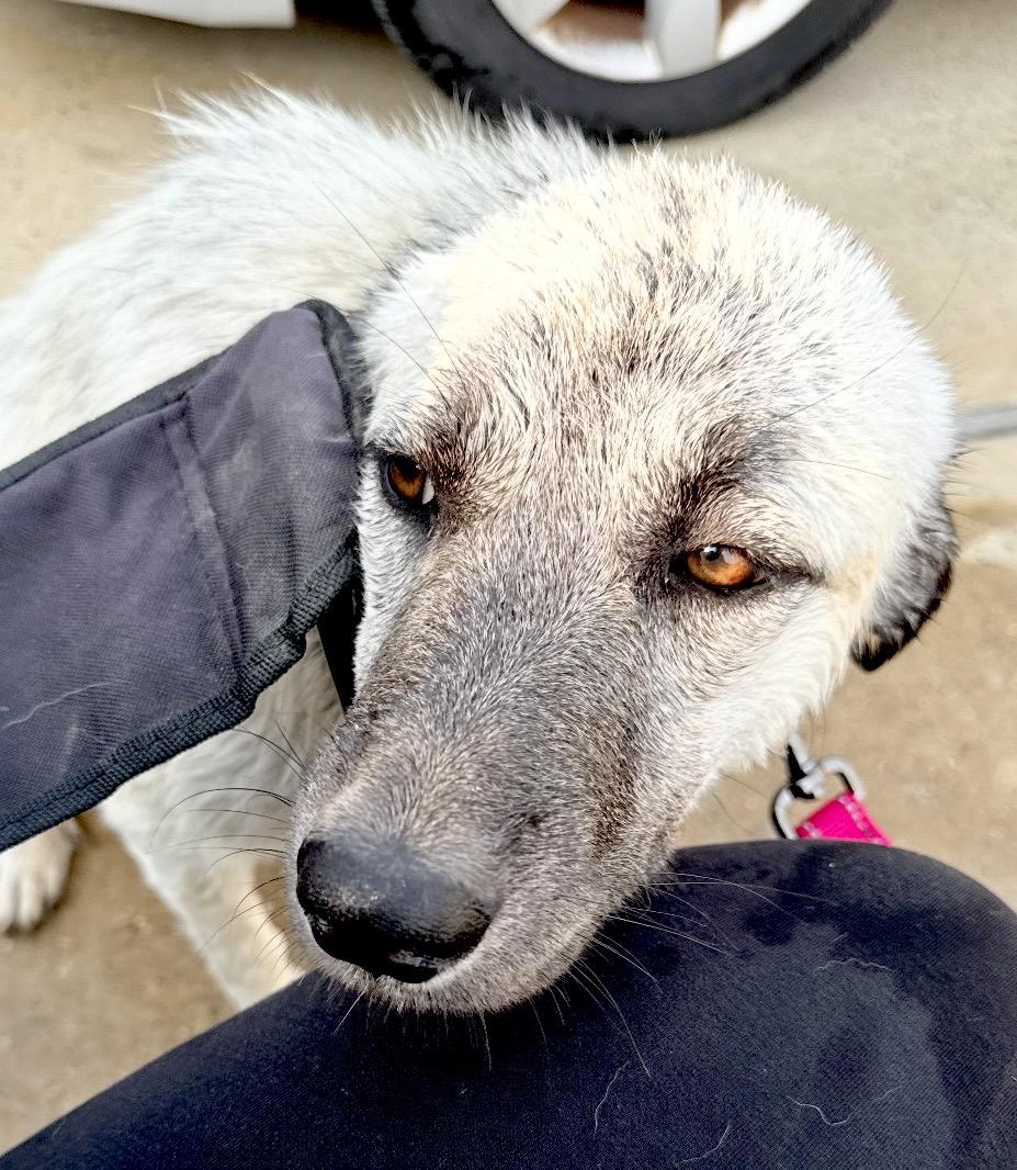ZARA- HOUSTON TX, Adoptable, Young Female Anatolian Shepherd.