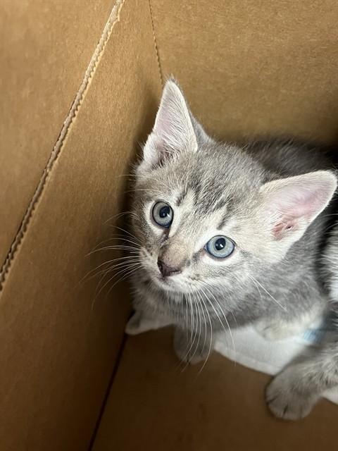 A2476313, Adoptable, Kitten Female Domestic Short Hair.