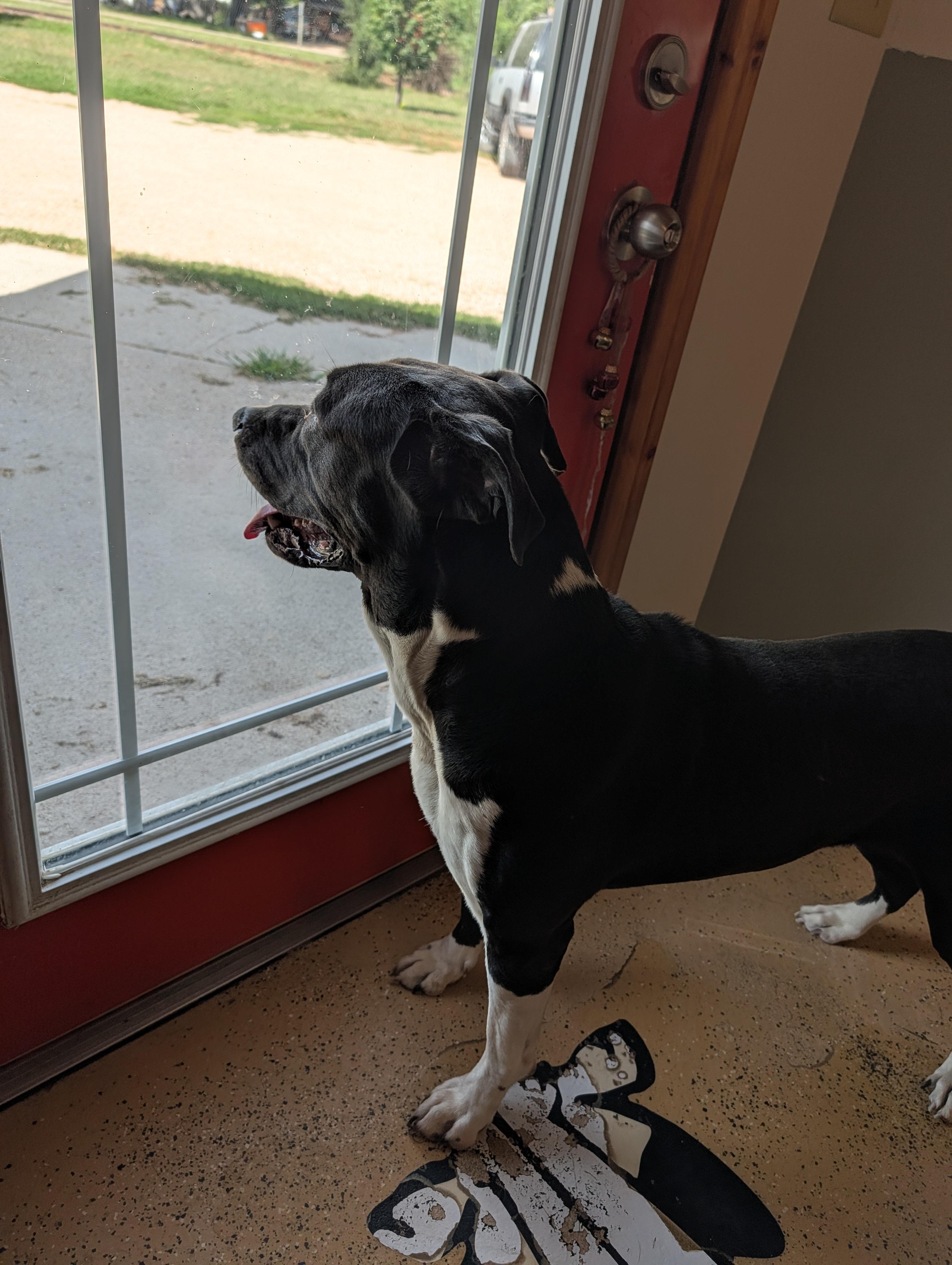 Pixel, a ADOPTABLE mixed breed in ONeill, NE image 3/3