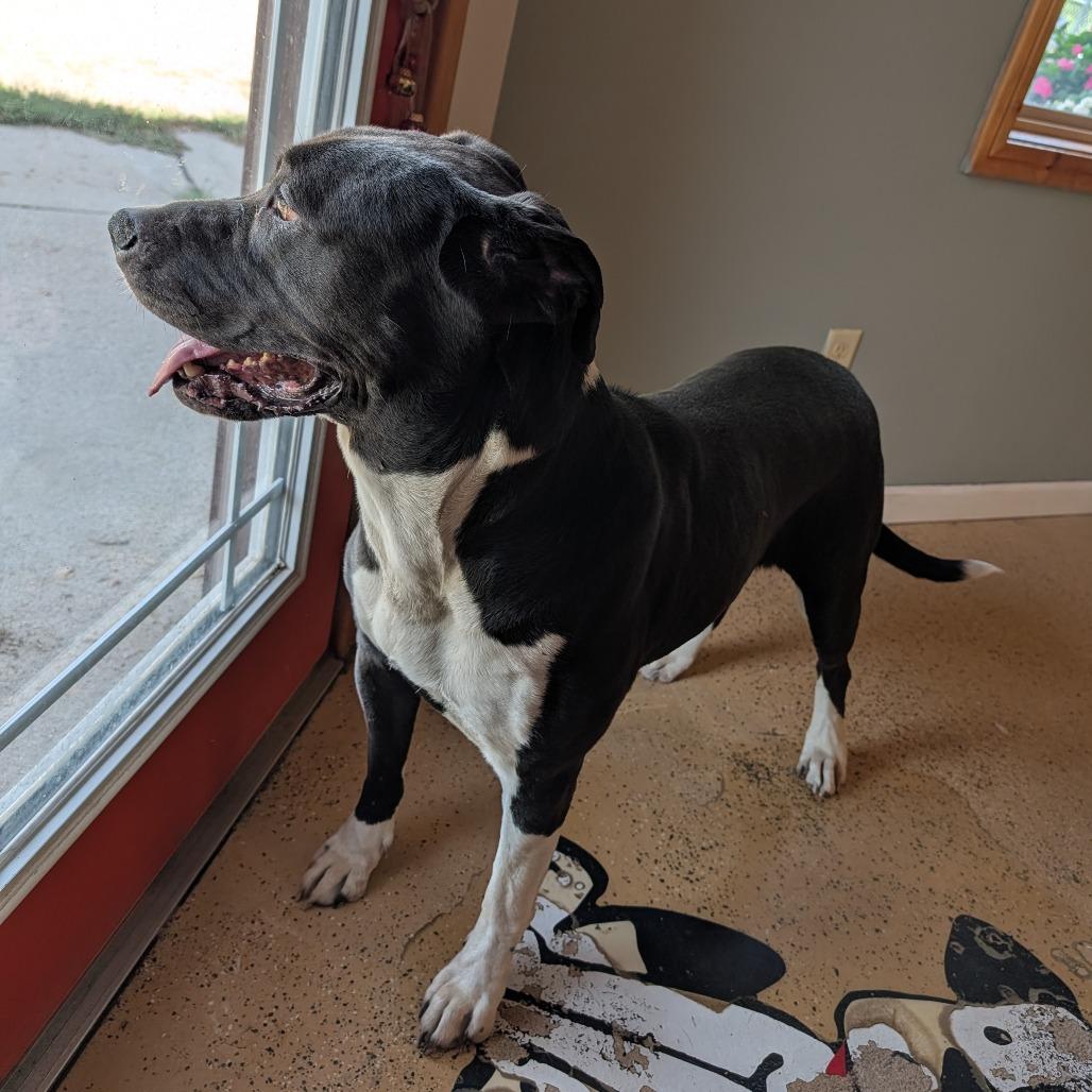 Pixel, a ADOPTABLE mixed breed in ONeill, NE image 1/3
