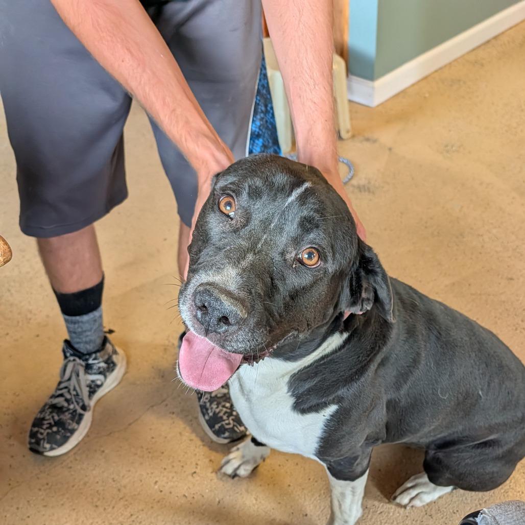 Pixel, a ADOPTABLE mixed breed in ONeill, NE image 2/3