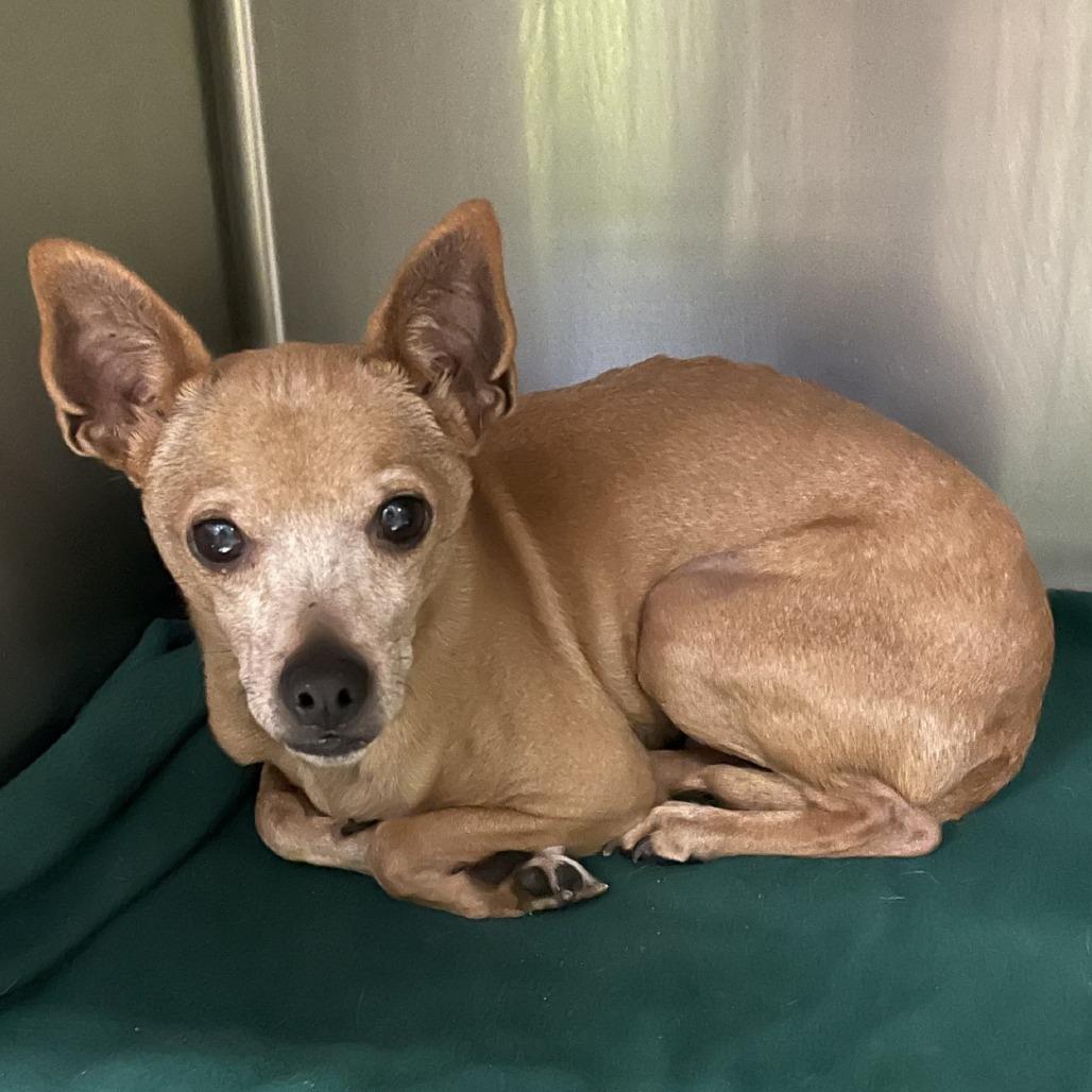 Enlarge Salsa, a Adoptable Chihuahua in Spokane, WA image 1/1