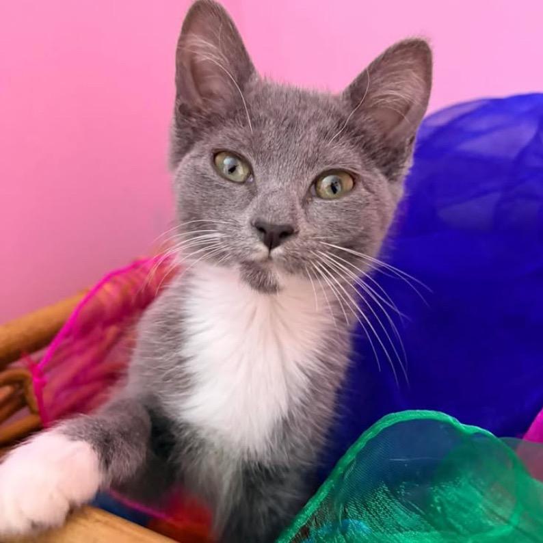 25-234 Emily, Adoptable, Kitten Female Domestic Short Hair.