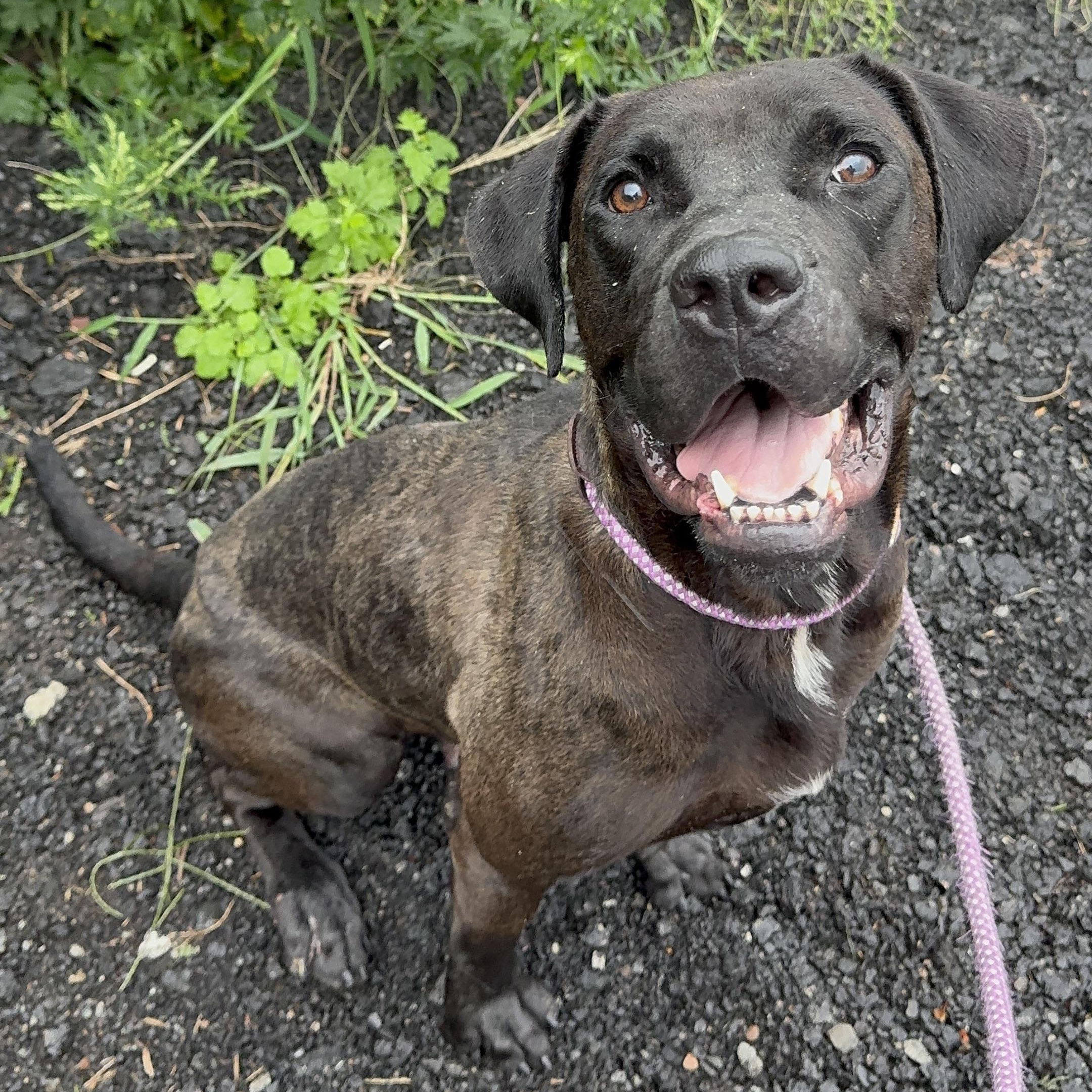 Wednesday, ADOPTABLE, Adult Female Pit Bull Terrier.