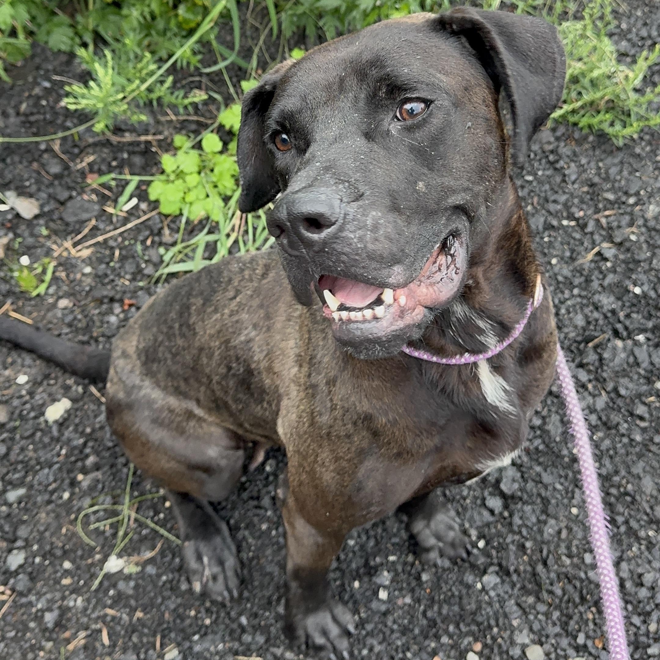 Enlarge Wednesday, a ADOPTABLE Pit Bull Terrier in Jersey city, NJ image 2/3