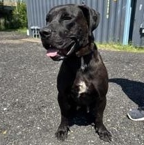 Enlarge Wednesday, a ADOPTABLE Pit Bull Terrier in Jersey city, NJ image 3/3