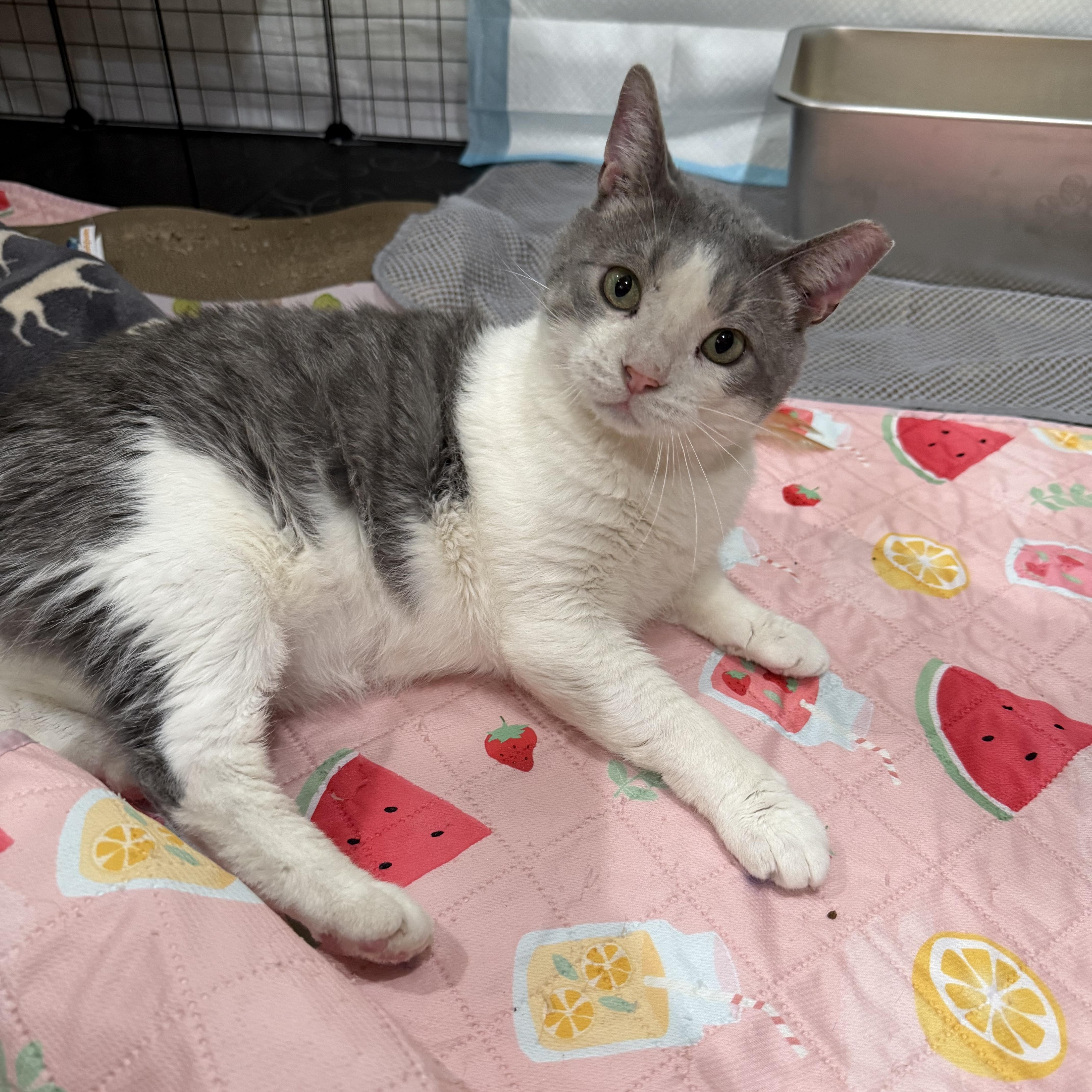 Enlarge Wallee, a Adoptable Domestic Short Hair in Reeseville, WI image 3/3