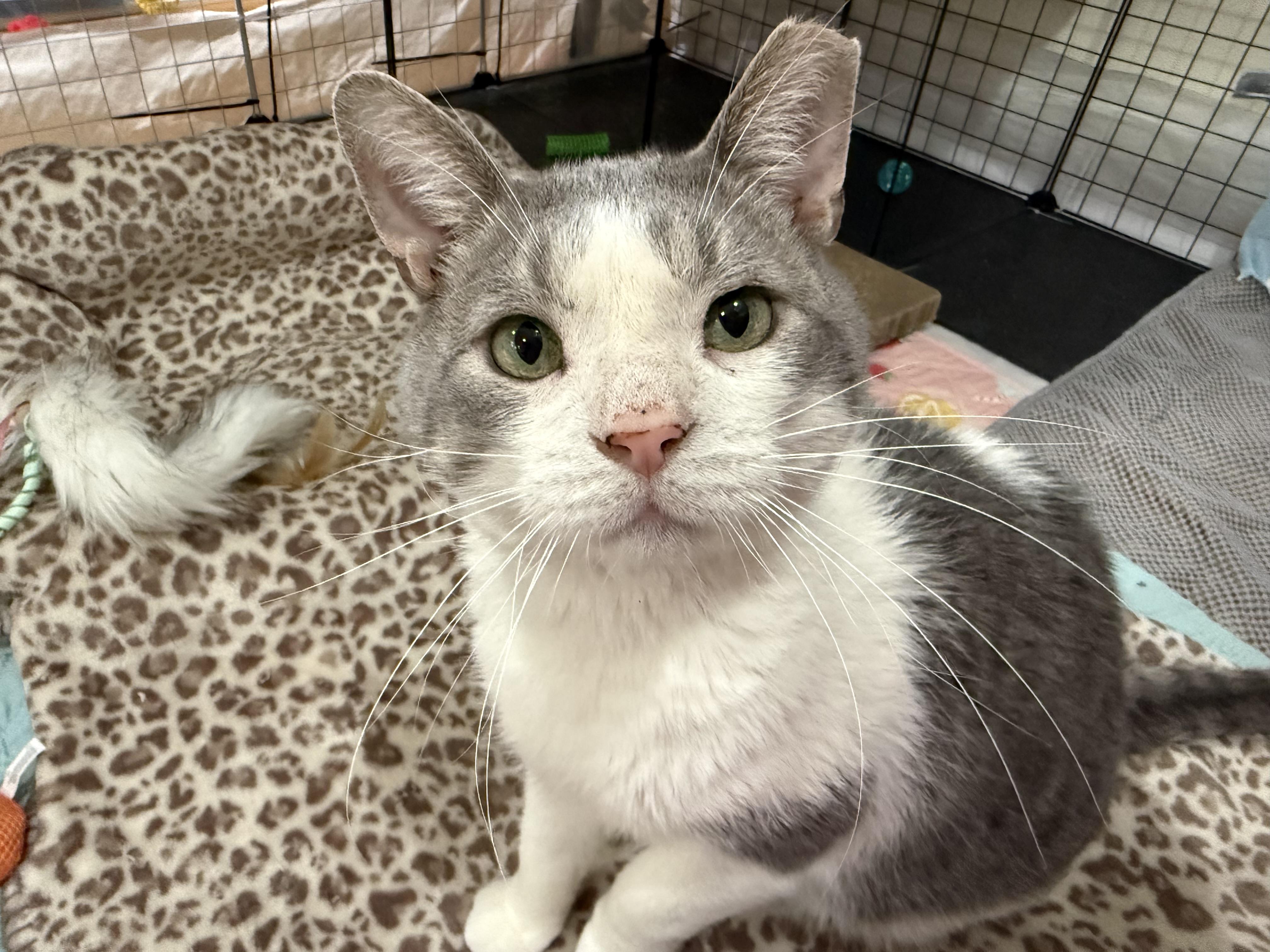 Enlarge Wallee, a Adoptable Domestic Short Hair in Reeseville, WI image 2/3