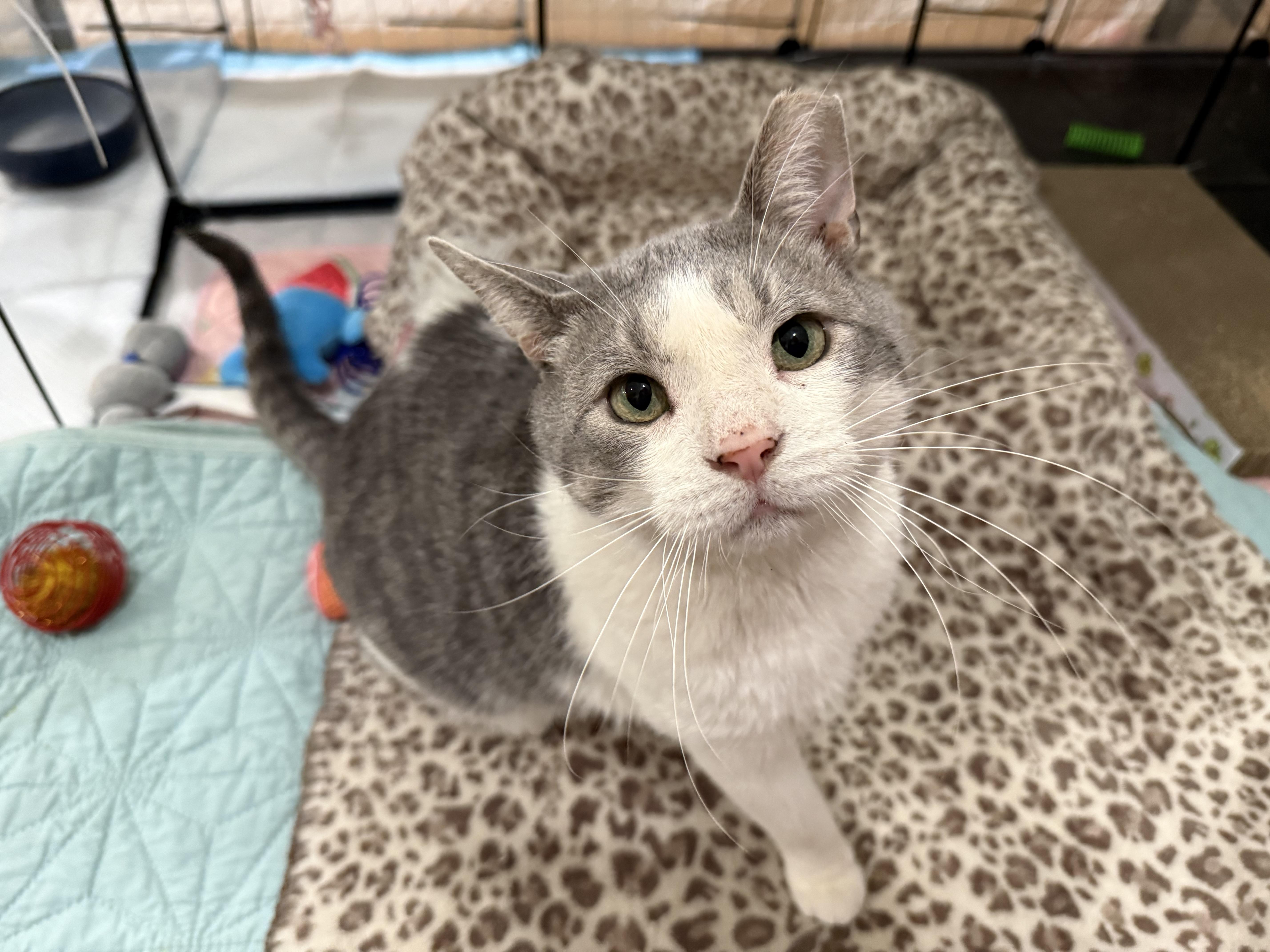 Enlarge Wallee, a Adoptable Domestic Short Hair in Reeseville, WI image 1/3