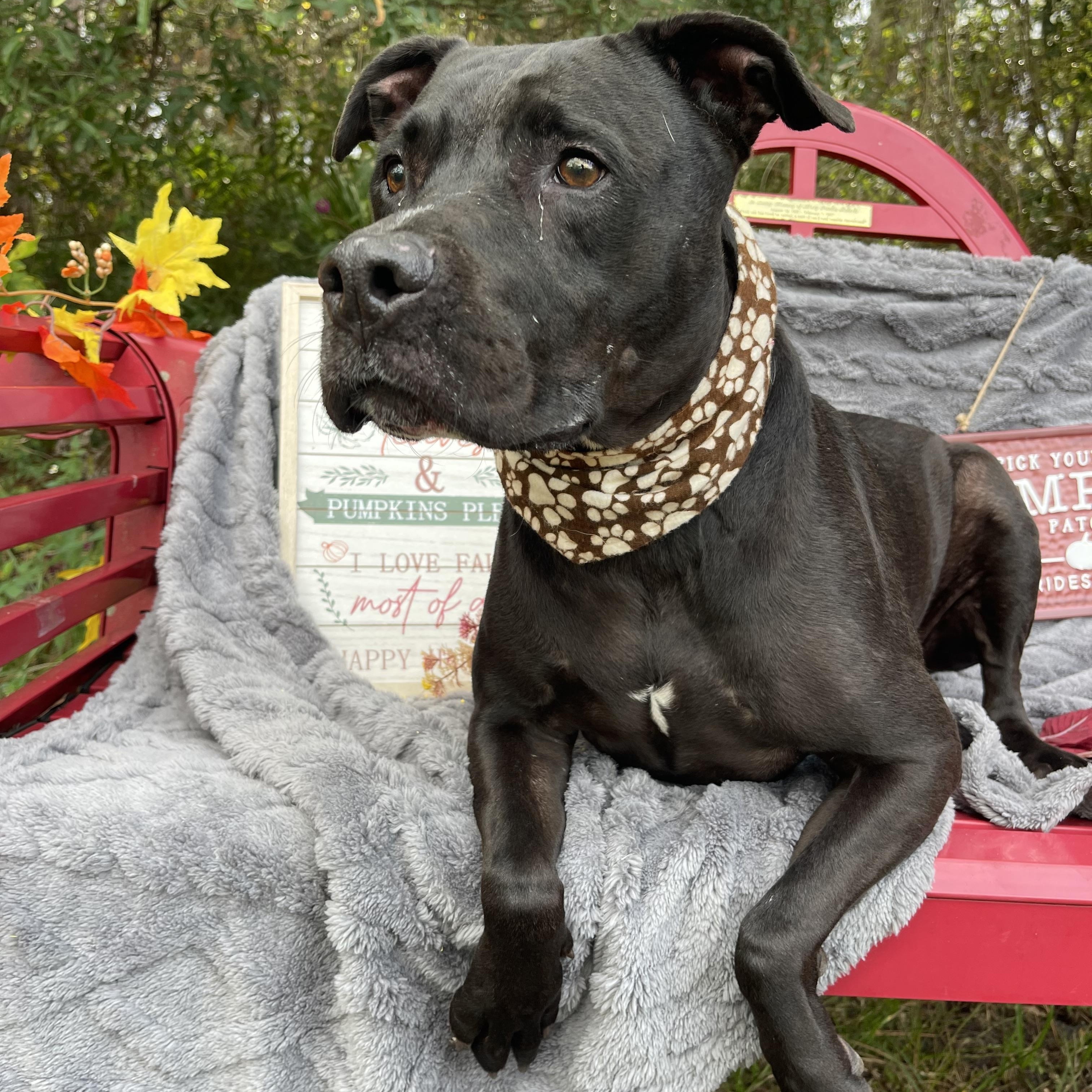 Enlarge Scout, a Adoptable mixed breed in Sebring, FL image 1/5