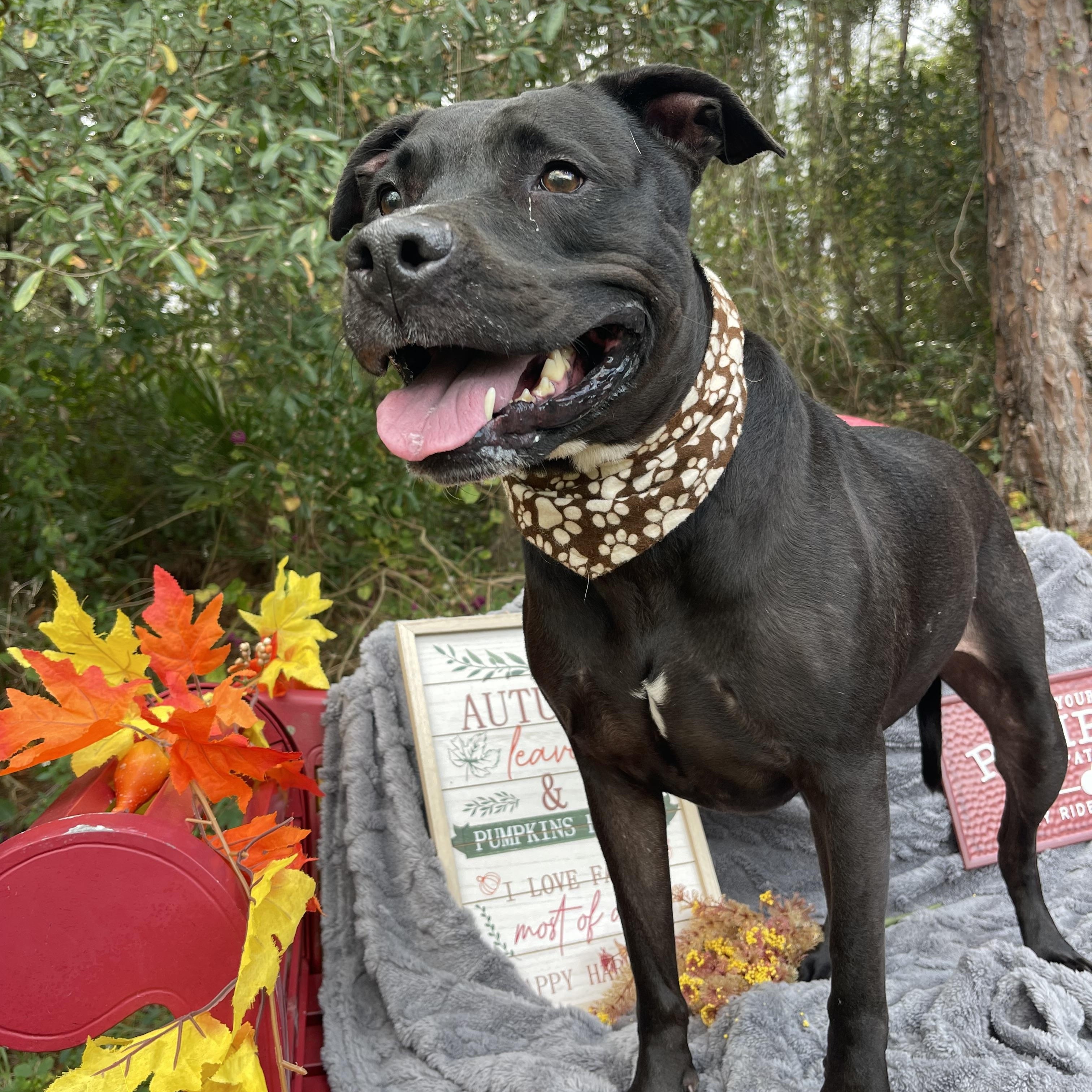 Enlarge Scout, a Adoptable mixed breed in Sebring, FL image 2/5