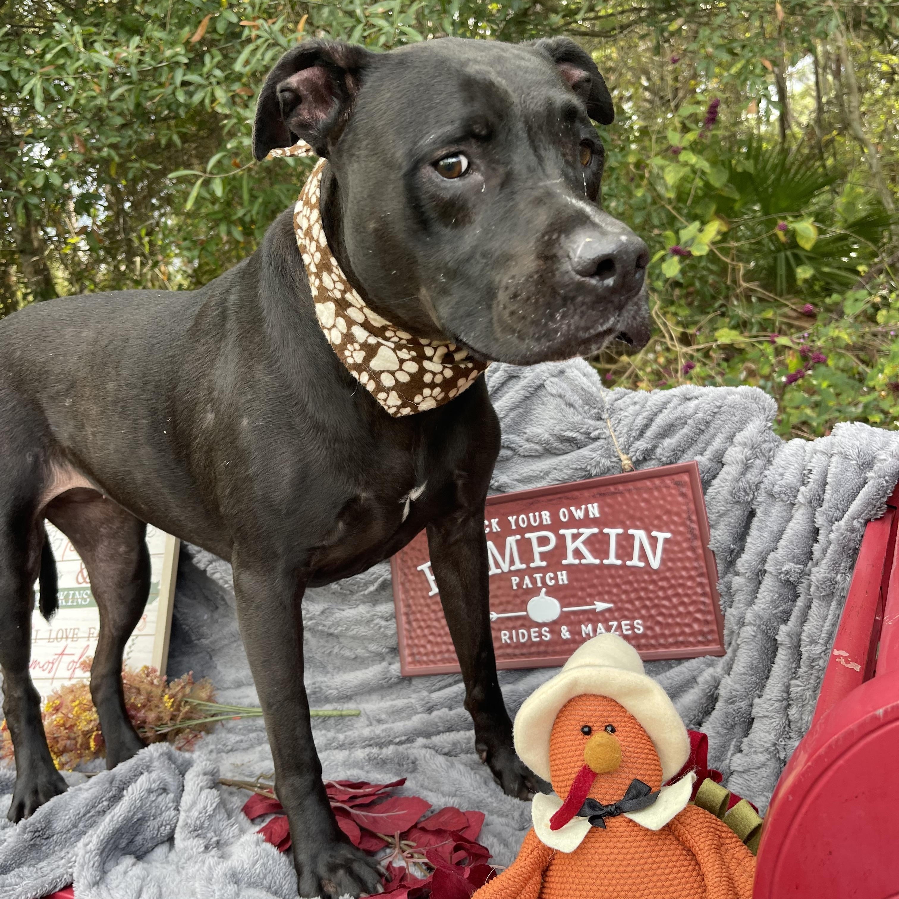 Enlarge Scout, a Adoptable mixed breed in Sebring, FL image 3/5