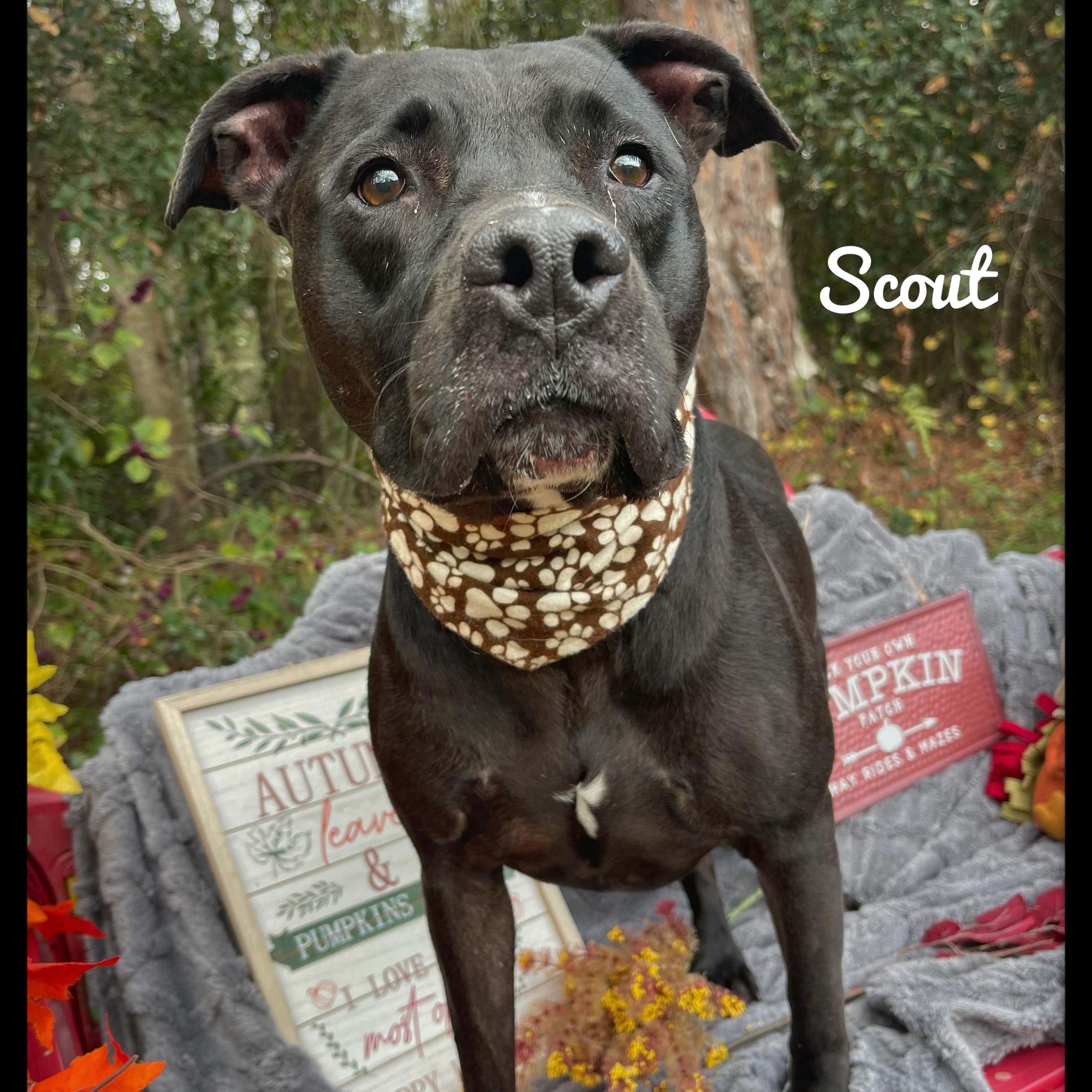 Enlarge Scout, a Adoptable mixed breed in Sebring, FL image 4/5
