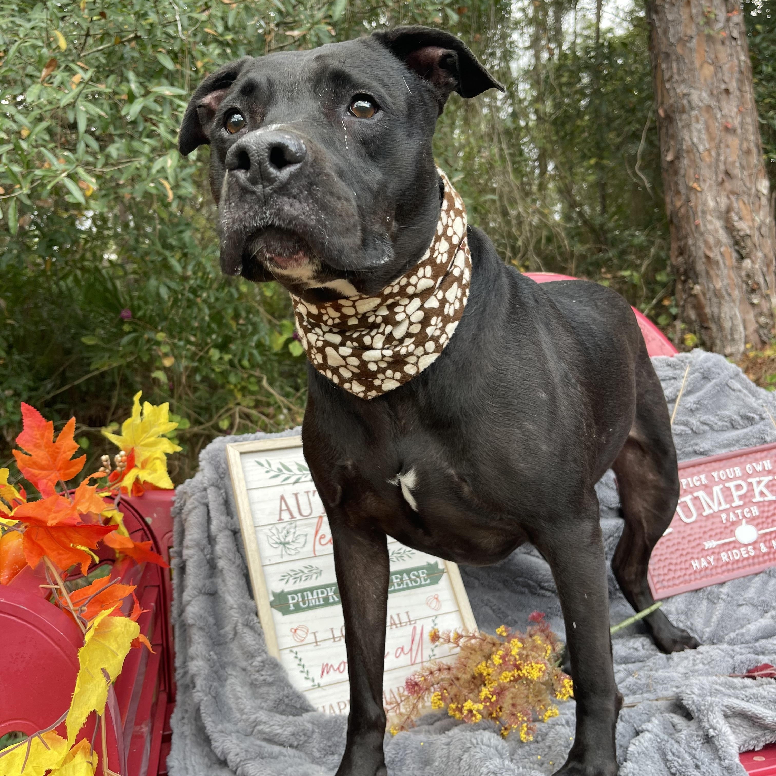 Enlarge Scout, a Adoptable mixed breed in Sebring, FL image 5/5