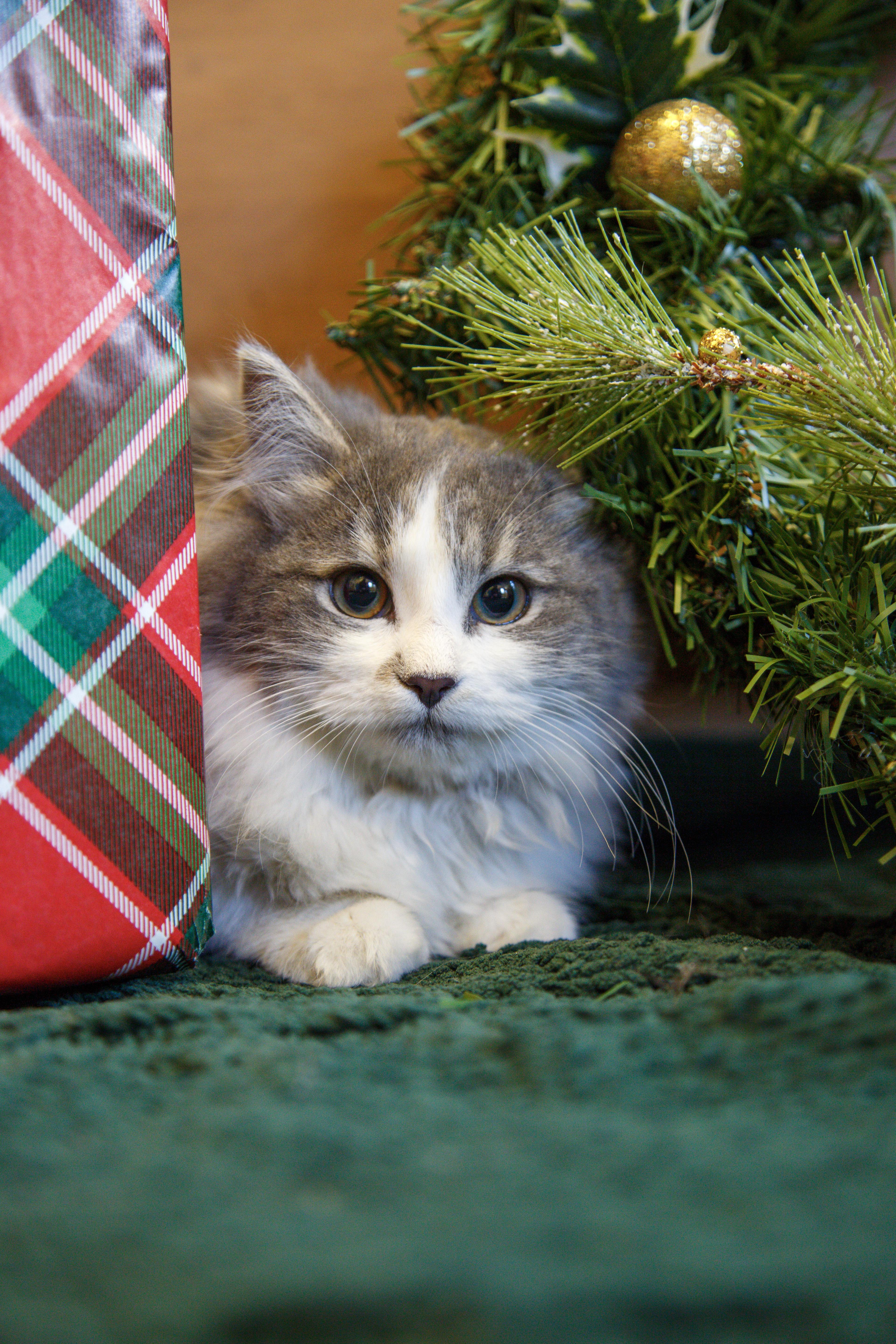 Sprite, ADOPTABLE, Kitten Female Domestic Long Hair.