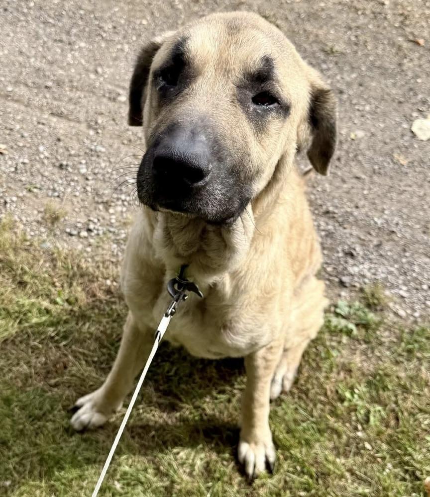 Thor, Adoptable, Adult Male Anatolian Shepherd.