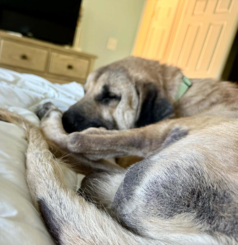 Enlarge Thor, a Adoptable Anatolian Shepherd in China Township, MI image 2/3