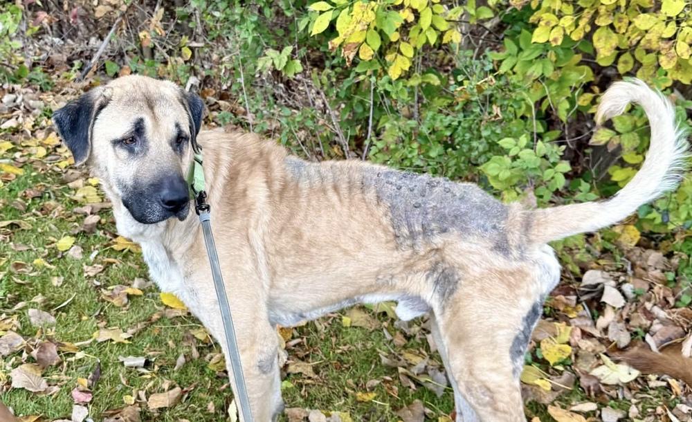 Enlarge Thor, a Adoptable Anatolian Shepherd in China Township, MI image 3/3