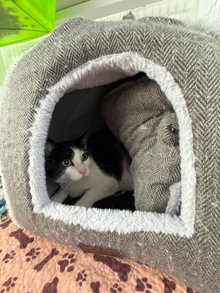 Enlarge Kevie, a Adoptable mixed breed in Brookings, OR image 1/1