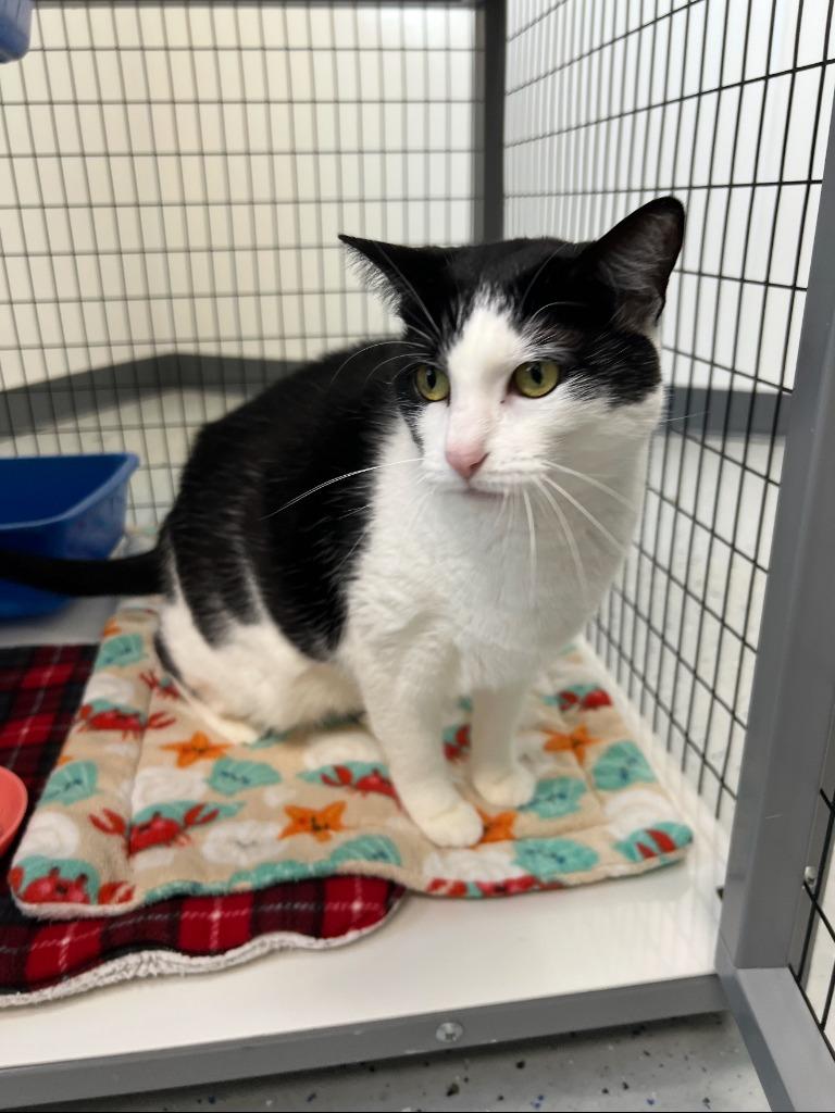 Kevie, Adoptable, Adult Female Domestic Short Hair.